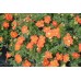Лапчатка кустарниковая Хоплейс Оранж (оранжевая) 